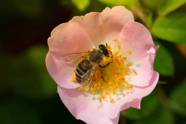 Bee Een Roze Bloem Macro Van Honingbij Roze Bloem Macro — Stockfoto