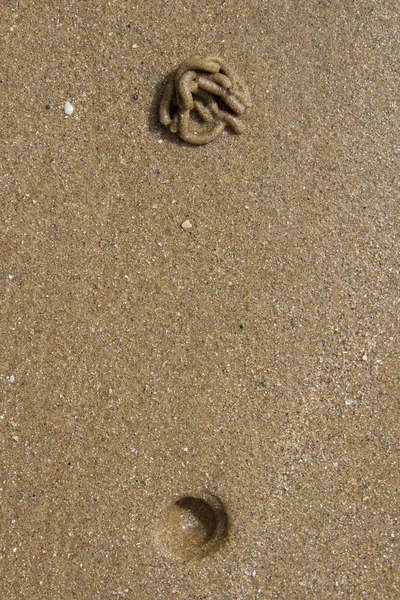 ラグワーム アレニコラマリーナ キャストとブローホールと粒状の砂浜 — ストック写真