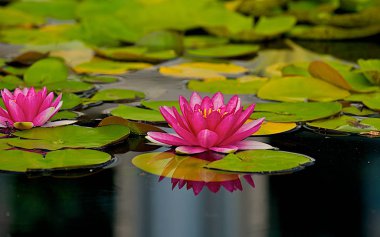 Pink flowers and lilly-pads floating in pond with reflections. clipart