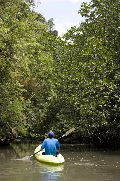 Kayak Attraverso Foresta Mangrovie Provincia Krabi Thailandia Meridionale — Foto Stock