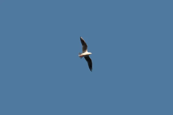 Una Gaviota Solitaria Volando Cielo Azul Claro — Foto de Stock