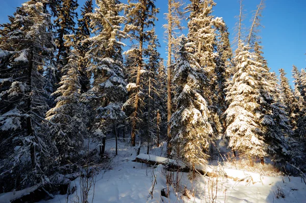 Árboles Cubiertos Nieve Bosque Invierno Series Naturaleza — Foto de Stock