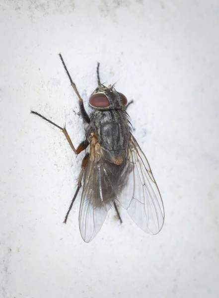 Gray Fly Sits Light Stone Wall — Stock Photo, Image