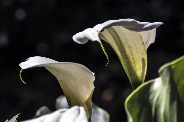 Calla Flores Sol — Fotografia de Stock