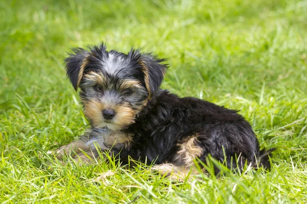 Sevimli Yorkshire Terrier Yakın — Stok fotoğraf