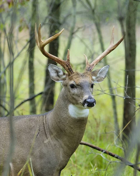 Whitetail Szarvas Bak Közelről Erdőben — Stock Fotó