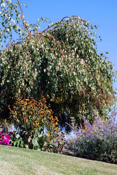 Árbol Flores Colina Cubierta Hierba Contra Cielo Azul — Foto de Stock