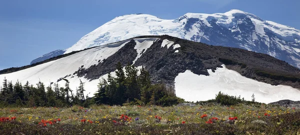 Mount Rainier Napkelte Wildflowers Snow Mountain Indiai Ecsetet Csillaglupusz Heather — Stock Fotó