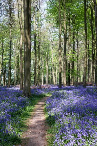 Bluebells Wepham Bos — Stockfoto