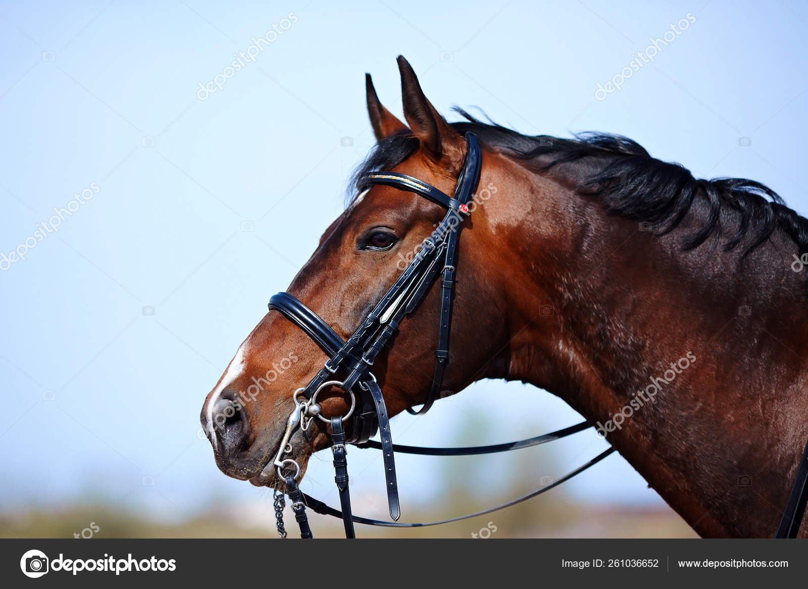 Brown Stallion Portrait Sports Brown Horse Riding Horse Thoroughbred ...
