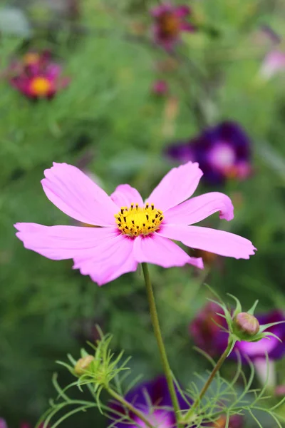 Красивый Цветок Розовой Георгины Клумбе — стоковое фото