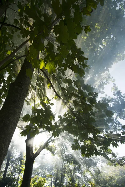 Effekter Som Gör Solens Strålar Gryningen Skogen — Stockfoto