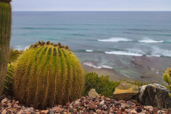 어머니 선인장 멕시코 선인장 Echinocactus Grusonii 멕시코에서 바다에 — 스톡 사진