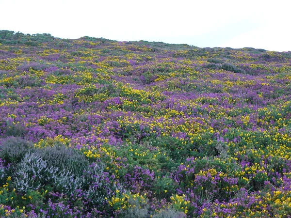 Gros Plan Belles Fleurs — Photo