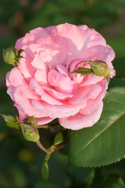 Όμορφη Ροζ Τριανταφυλλο Στο Ηλιόλουστο Καλοκαιρινό Κήπο — Φωτογραφία Αρχείου