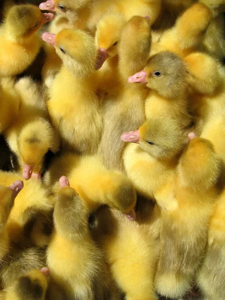 Amarillo Nestling Sentarse Densamente Una Libra —  Fotos de Stock