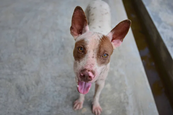 Cão Olhos Bonitos Brancos Com Olhos Suspeitos — Fotografia de Stock