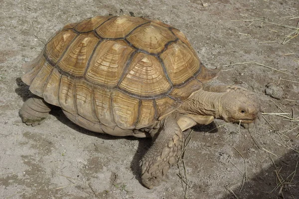 Großaufnahme Der Schildkröte — Stockfoto