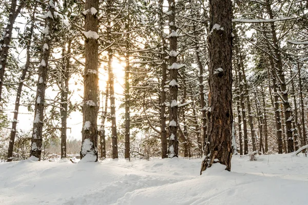 Słońce Pięknym Lesie Pine Winter Drzewa Śniegu — Zdjęcie stockowe