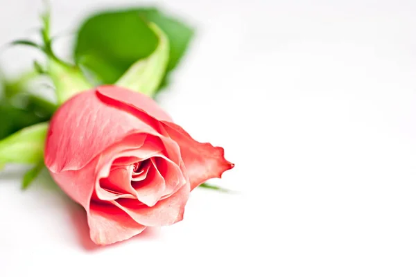 Białym Tle Różowa Róża Makrofotografii — Zdjęcie stockowe