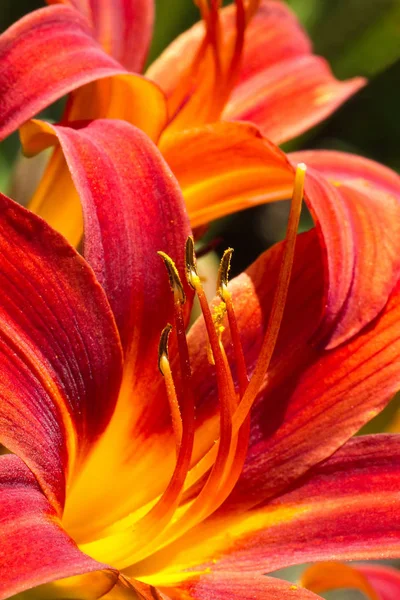 Blühende Taglilien Hemerocallis Der Sommersonne Garten — Stockfoto