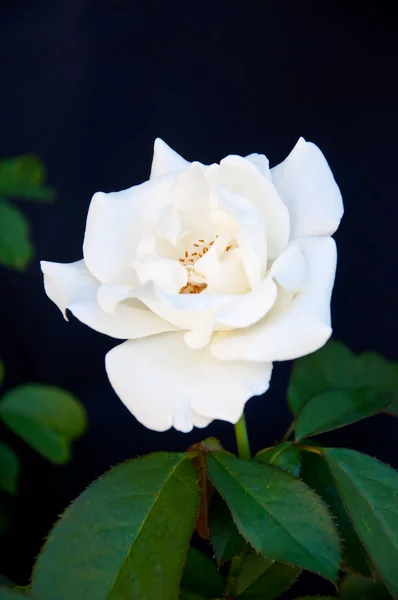 Rosa Blanca Sobre Fondo Negro — Foto de Stock