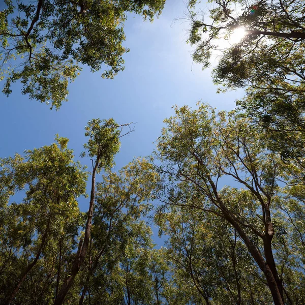 Low Angle View Forest Trees — Stock Photo, Image