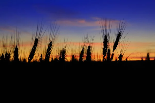 Tramonto Sul Campo Grano — Foto Stock