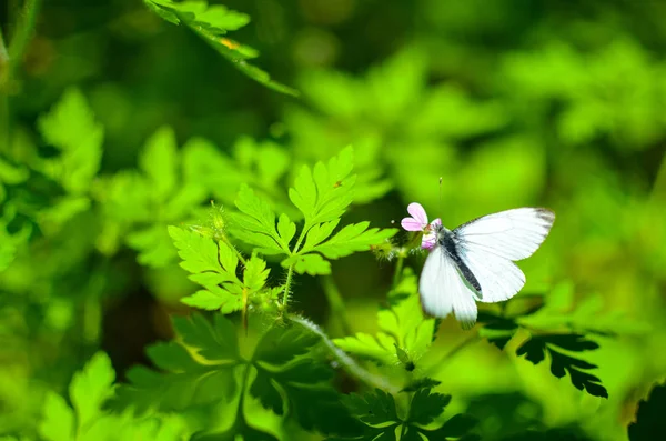 Kis Káposzta Pillangó Fehér Virág — Stock Fotó