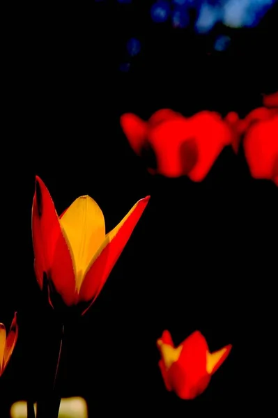 Rode Tulp Bloem Vorm Andere Bloemen Kleurrijke Abstracte Afbeelding Met — Stockfoto