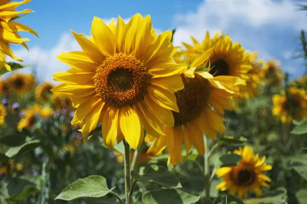 Bloeiende Zonnebloemen Kleine Scherptediepte — Stockfoto
