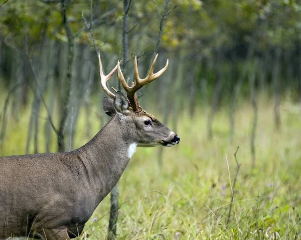 Whitetail Szarvas Bak Állva Mezőben — Stock Fotó