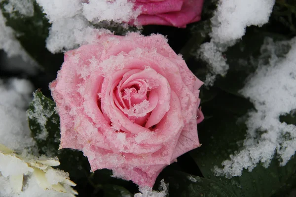 Μεγάλο Ροζ Τριαντάφυλλο Καλυμμένο Φρέσκες Νιφάδες Χιονιού — Φωτογραφία Αρχείου