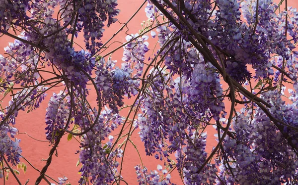 威斯特里亚花花与漂亮的颜色在粉红色背景 — 图库照片