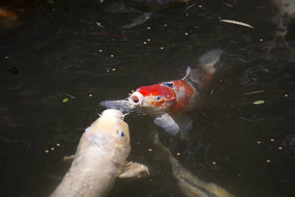 Koi Cyprinus Carpio También Llamado Nishikigoi Luchando Por Comida Superficie — Foto de Stock