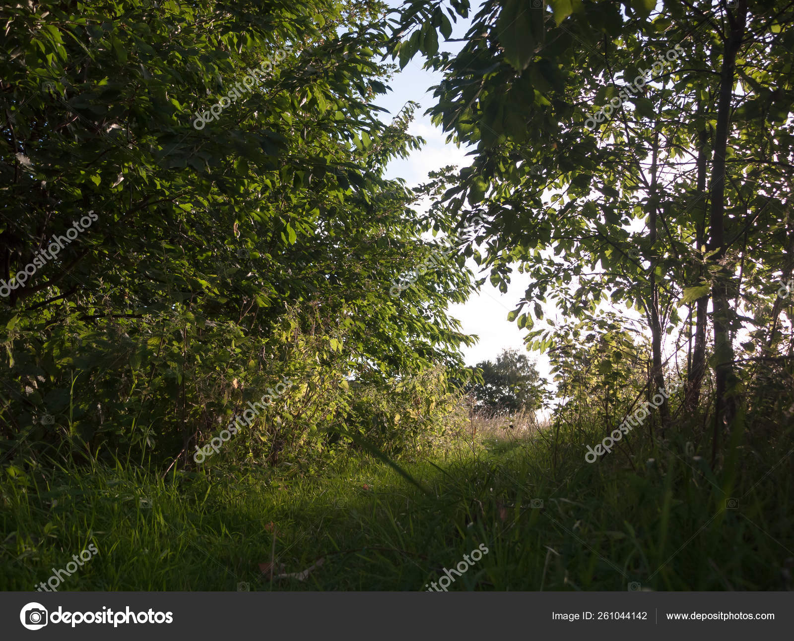Lush Walkway Summer Forest Scene Peaceful Stock Photo C Yayimages