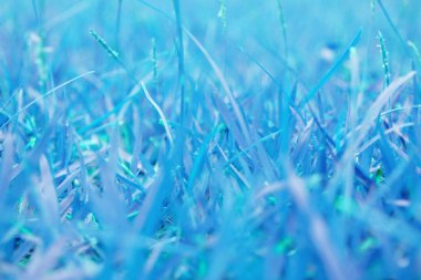 Blue grass in winter freeze for background clipart
