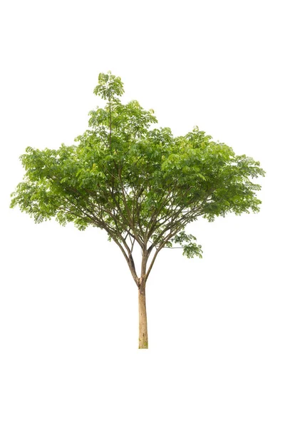 Δέντρο Απομονωμένη Δέντρο Λευκό Βακθέδι Αντικείμενο Δέντρου — Φωτογραφία Αρχείου