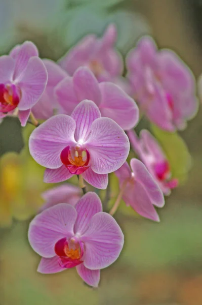 Fundo Orquídea Abstrato Colorido — Fotografia de Stock