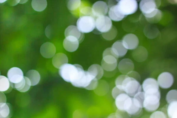 Bokeh Fundo Folhagem Composição Natureza Verde — Fotografia de Stock