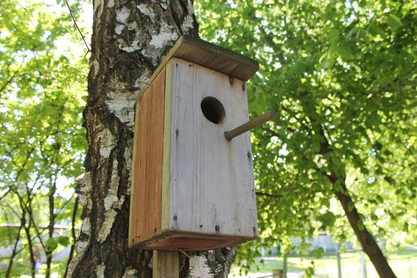 Uma Casa Pássaros Uma Árvore Uma Floresta — Fotografia de Stock