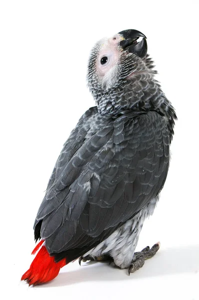 Beyaz Izole Kırmızı Masal Papağan — Stok fotoğraf