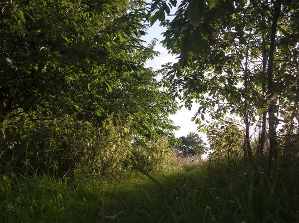 Пышная Дорожка Через Летнюю Лесную Сцену Пределами Мирной Великобритании — стоковое фото
