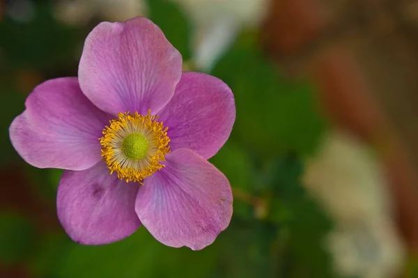 Une Image Rapprochée Variété Rose Anémone Anemone Coronaria Montrant Détail — Photo