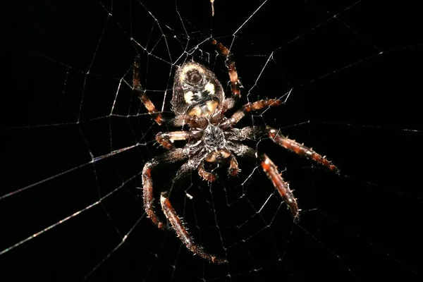 Павук Інтернеті Фото Природи — стокове фото