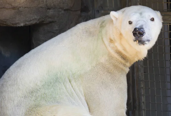 北极熊 Ursus Maritimus — 图库照片