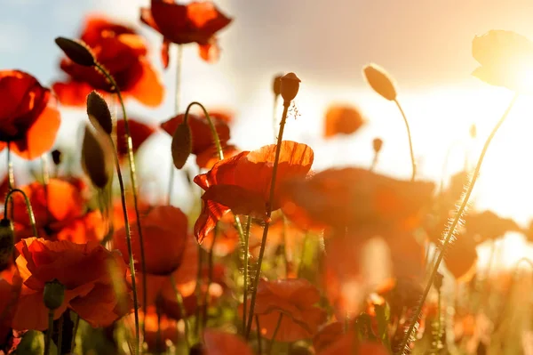 Feld Mit Leuchtend Roten Mohnblumen Sommer — Stockfoto