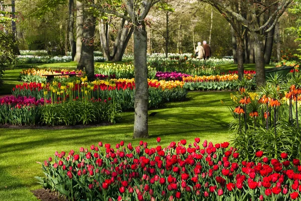 Colorful Spring Flowers Park Early Morning April — Stock Photo, Image