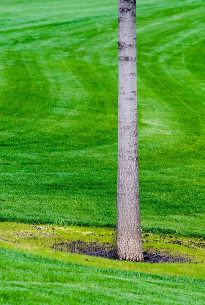 Tronco Árbol Con Fondo Hierba Verde Primer Plano —  Fotos de Stock