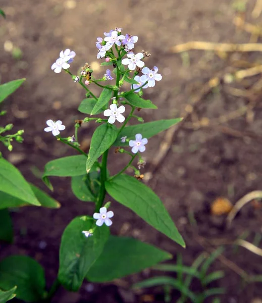 Pomněnka Malé Květiny Zahradě Makro — Stock fotografie